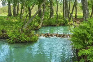 Contemplative Nature Scene Drucke: At the source of the forest river