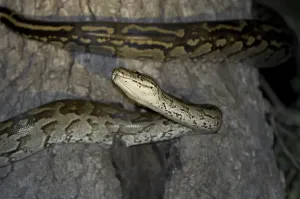 Gerahmter Druck : Südafrikanische Rockpython (Python natalensis) Gerahmter Druck : Südafrikanische Rockpython (Python natalensis)