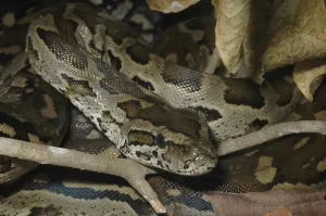 Vertebrate Wildlife Drucke: Southern Rock Python (Python natalensis)