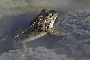 Amphibian Courtship Display Drucke: Spawning common toad (Bufo bufo)