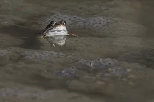 Batrachian Mating Season Drucke: Spawning common toad (Bufo bufo)