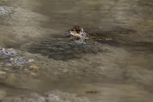 Bufo Bufo Reproduction Drucke: Spawning common toad (Bufo bufo)
