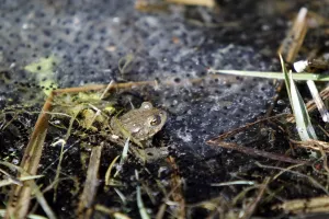 Wild Animal Protection Drucke: Spawning lump with toad
