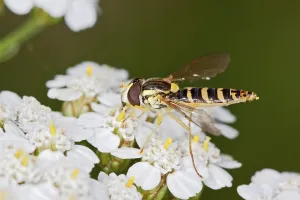 Flower Fly Drucke: Spharophoria scripta, Long hoverfly, Long hoverfly