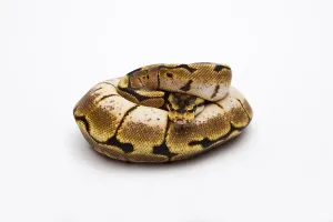 Full Body Studio Shot Drucke: Spider Ball Python or Royal Python (Python regius)