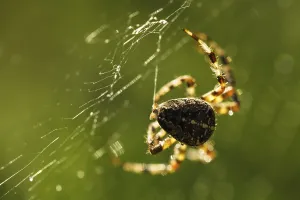 Macro Spider Web Drucke: Spider is doing the web, macro view