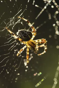 Macro Spider Web Drucke: Spider is doing the web, macro view