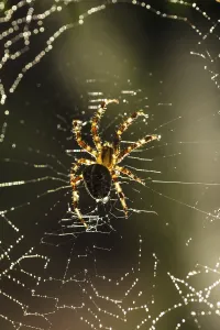 Close Up Spider Web Drucke: Spider is doing the web, macro view