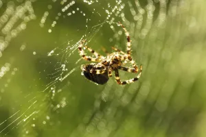 Close Up Spider Web Drucke: Spider is doing the web, macro view