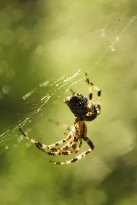 Macro Spider Web Drucke: Spider is doing the web, macro view