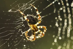 Spider Web Macro Drucke: Spider is doing the web, macro view