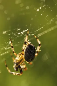 Close Up Spider Web Drucke: Spider is doing the web, macro view