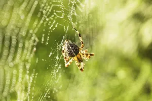 Wildlife Arthropod Photography Drucke: Spider is doing the web, macro view