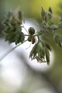 Wildlife Photography Arthropod Drucke: Spider eats maggot