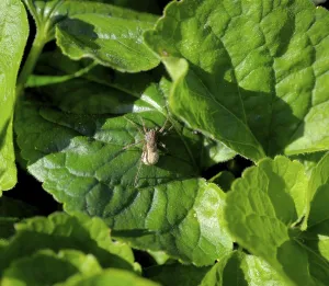 Arachnid Photography Drucke: Spider on geranium leaf