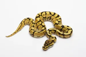 Spider Phantom Yellow Belly Ball Python or Royal Python (Python regius)