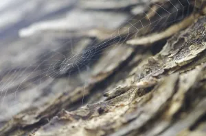 Deserted Spider Web Drucke: Spider web