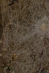 Deserted Spider Web Drucke: Spider web