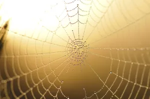 Close Up Spider Web Drucke: Spider web