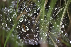 Dew Drop On Spider Web Drucke: Spider web