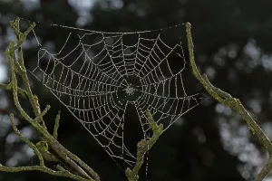 Deserted Spider Web Drucke: Spider web