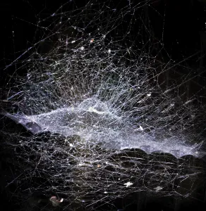 Deserted Spider Web Drucke: Spider web