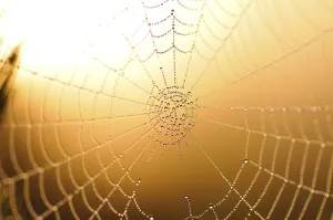 Close Up Spider Web Drucke: Spider web in backlight