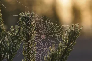 Spider Web Drucke: Spider web in backlight