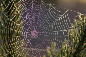 Dew Drop On Spider Web Drucke: Spider web in backlight