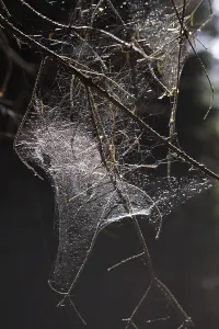 Backlit Spider Web Drucke: Spider web against the light