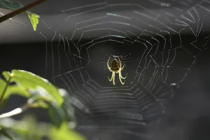 Backlit Spider Web Drucke: Spider web against the light