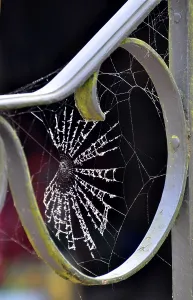 Spider Web Close Up Drucke: Spider web on the railing