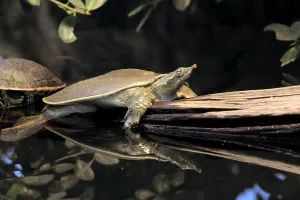 Reptile Photography Outdoors Drucke: Spiny (Apalone spinifera) softshell turtle