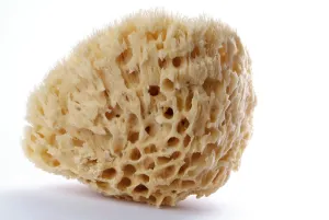 Underwater Sponge Drucke: Sponge, Bath Sponge, Release, Object