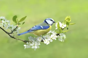 Paridae Species Images Drucke: Spring 331