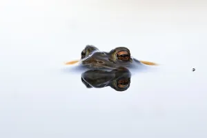 European Toad Mating Season Drucke: In spring... Common toad (Bufo bufo)