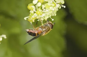 British Insects Drucke: Spring hoverfly (Epistrophe eligans)