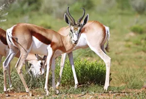 Wild Animals Of Namibia Drucke: Springb