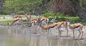 Deserted Waterhole Scene Drucke: Springb