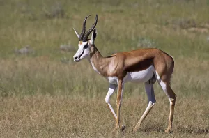 African Even Toed Ungulate Drucke: Springbock, S
