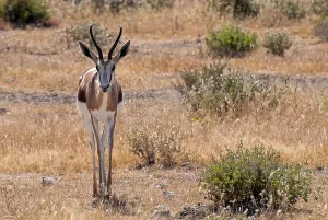 Springbok