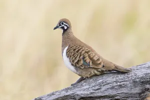 Wild Australian Birds Drucke: Squatter Pigeon (Geophaps scripta scripta)
