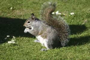 Sciurus Vulgaris Species Drucke: Squirrel