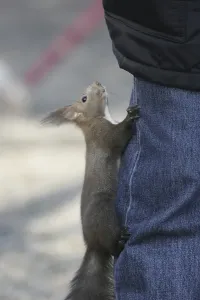 Empty Countryside Drucke: Squirrel