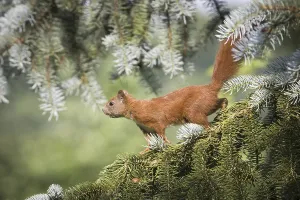 Europe Exterior Photographs Drucke: Squirrel