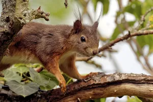 English Ivy Climbing Plant Drucke: squirrel