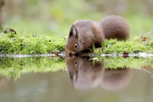 Empty Forest Scenes Drucke: Squirrel