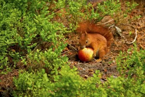 Uninhabited Forest Animals Drucke: Squirrel
