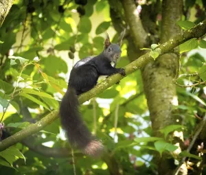 Eurasian Red Squirrel Behavior Drucke: Squirrel