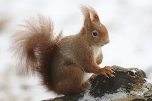 Deserted Landscape Europe Drucke: Squirrel